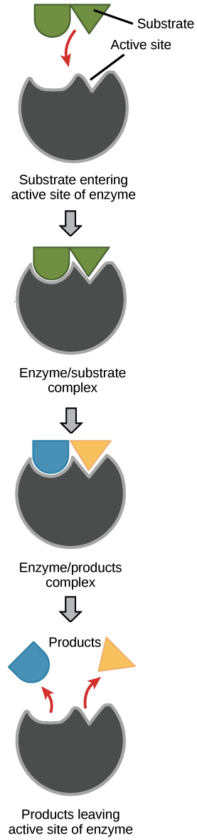 at-what-temperature-does-this-enzyme-work-the-fastest-enzyme-2019-01-17