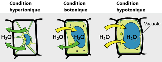 cellule végétale en solution hypotonique