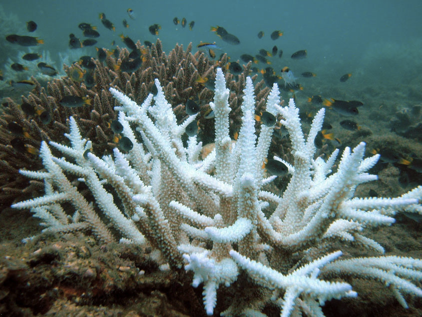 Fotografía que muestra un coral blanqueado en primer plano y un coral sano, color café, al fondo.