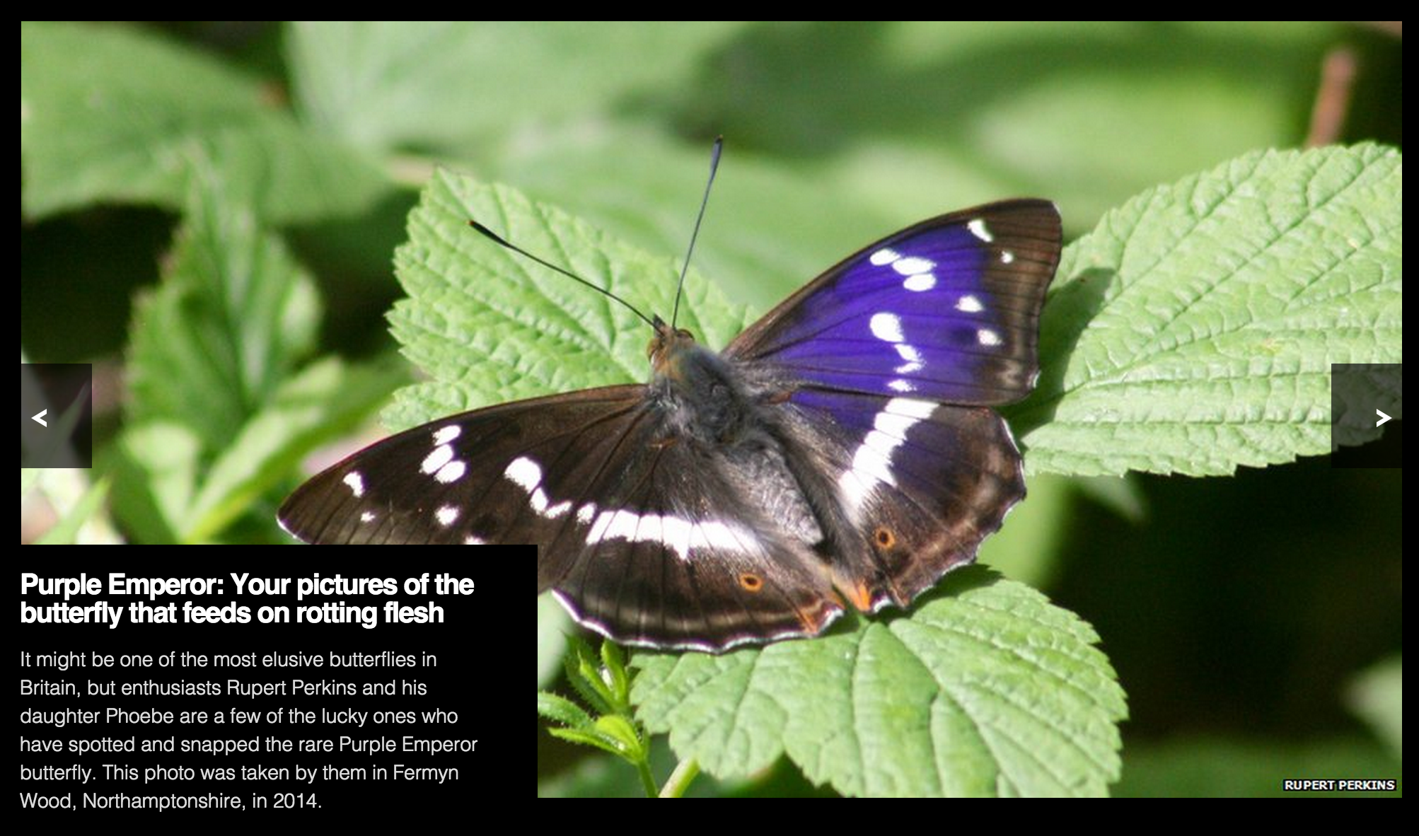 Screenshot of a slideshow from BBC