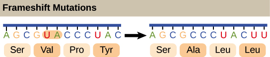A ilustração mostra uma mutação por deslocamento de leitura em que a pauta de leitura é alterada pela deleção de dois aminoácidos.