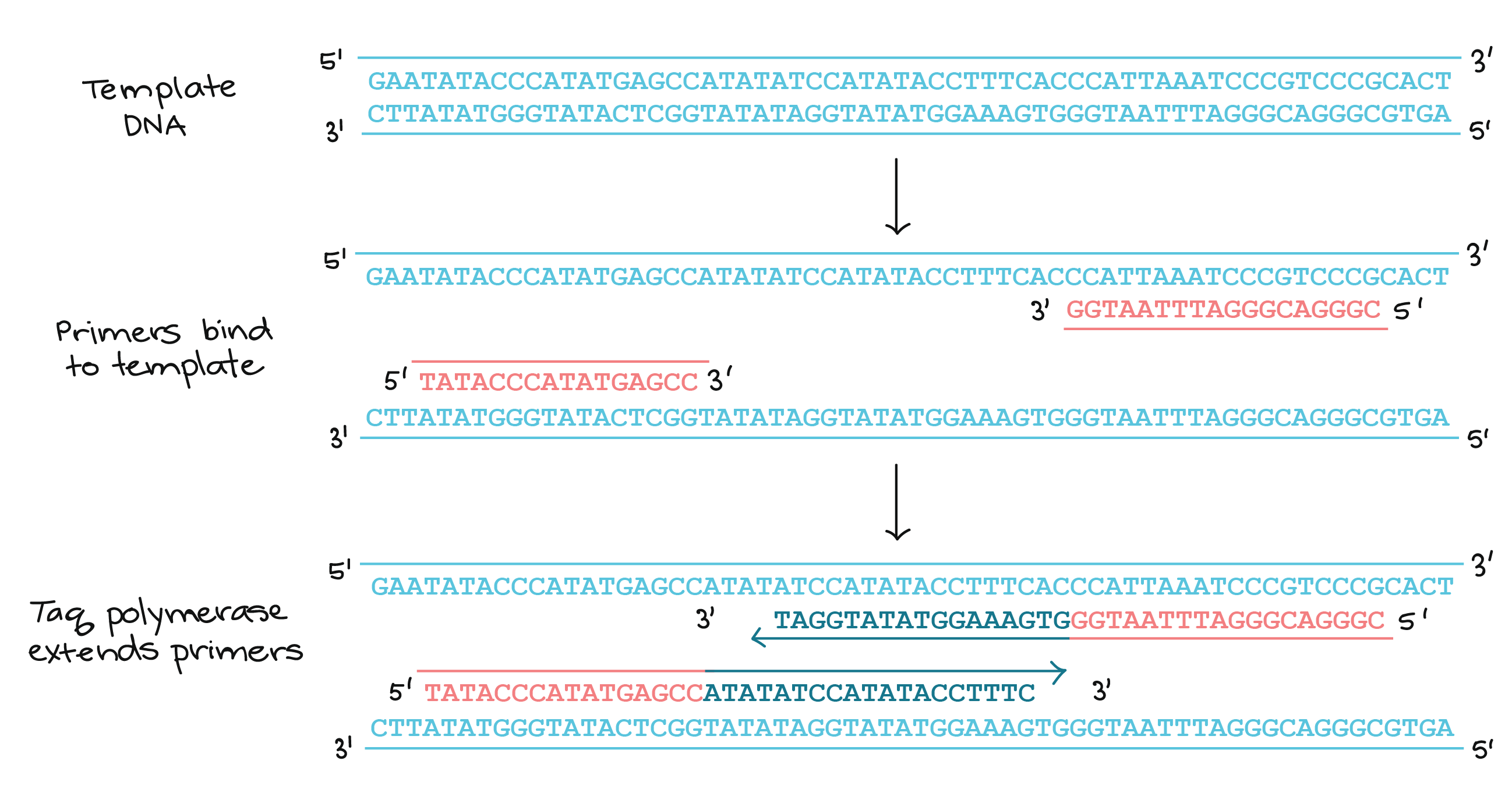 primers pcr