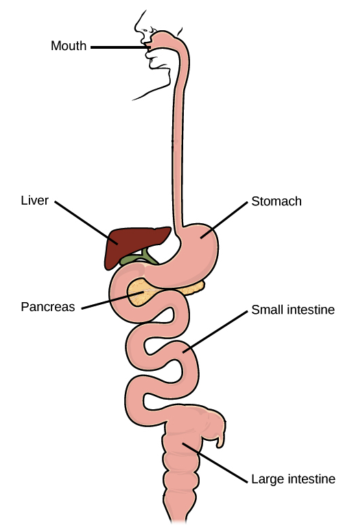 Organ System Biology Definition - Ana-Candelaioull