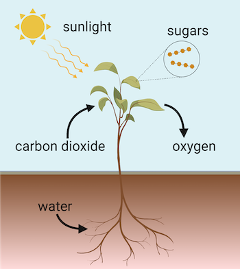plant photosynthesis diagram