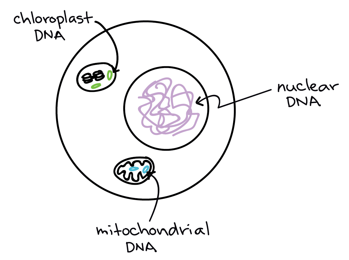 dna chromosomes