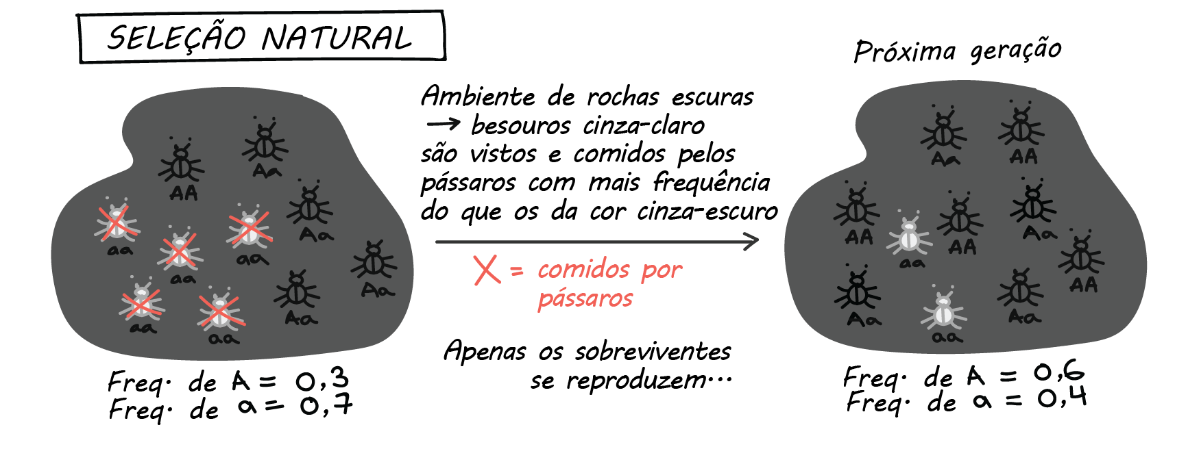Um diagrama de duas partes identificado como Seleção natural. A primeira parte mostra um fundo escuro com uma população de 10 besouros composta por 1 besouro preto identificado como A maiúsculo, A maiúsculo, 4 besouros pretos identificados como A maiúsculo, a minúsculo, e 5 besouros cinza-claro identificados como a minúsculo, a minúsculo. Todos os besouros cinza-claro estão riscados com um X vermelho. O texto abaixo dos besouros indica que a frequência de A maiúsculo é 0,3 e que a frequência de a minúsculo é 0,7. Uma seta aponta da primeira para a segunda parte do diagrama e está identificada como Ambiente de rochas escuras significa que besouros cinza-claro são vistos e comidos pelos pássaros com mais frequência do que os escuros. Uma legenda mostra que um X vermelho significa comido por pássaros. Apenas os sobreviventes se reproduzem.... A segunda parte do diagrama mostra uma população de 4 besouros pretos identificados como A maiúsculo, A maiúsculo, 4 besouros pretos identificados como A maiúsculo, a minúsculo, e 2 besouros cinza-claro identificados como a minúsculo, a minúsculo. O texto abaixo dos besouros indica que a frequência de A maiúsculo é 0,6 e a frequência de a minúsculo é 0,4.