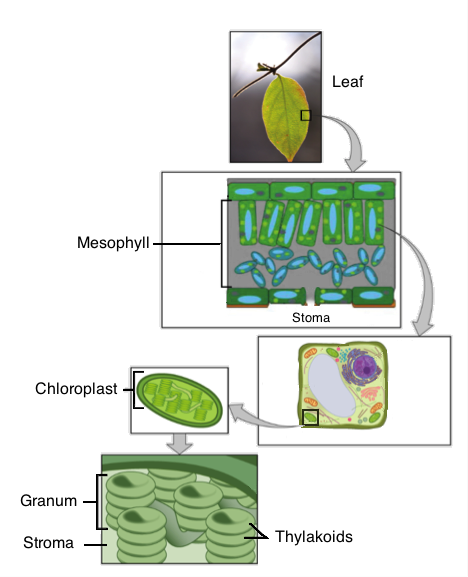 photosynthesis and cellular respiration project ideas