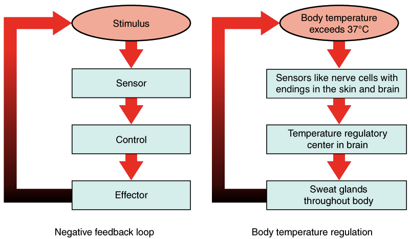 normal body temperature diagram