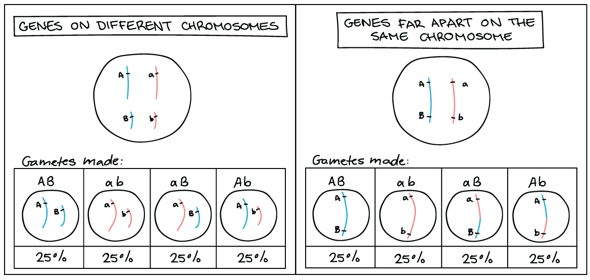 genetic linkage diagram