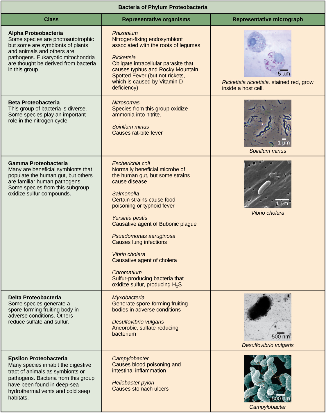 Prokaryote classification and diversity (article) | Khan Academy