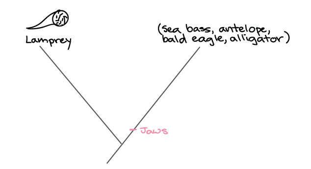 Phylogenetic tree constructed using EMA1 amino acid sequences generated