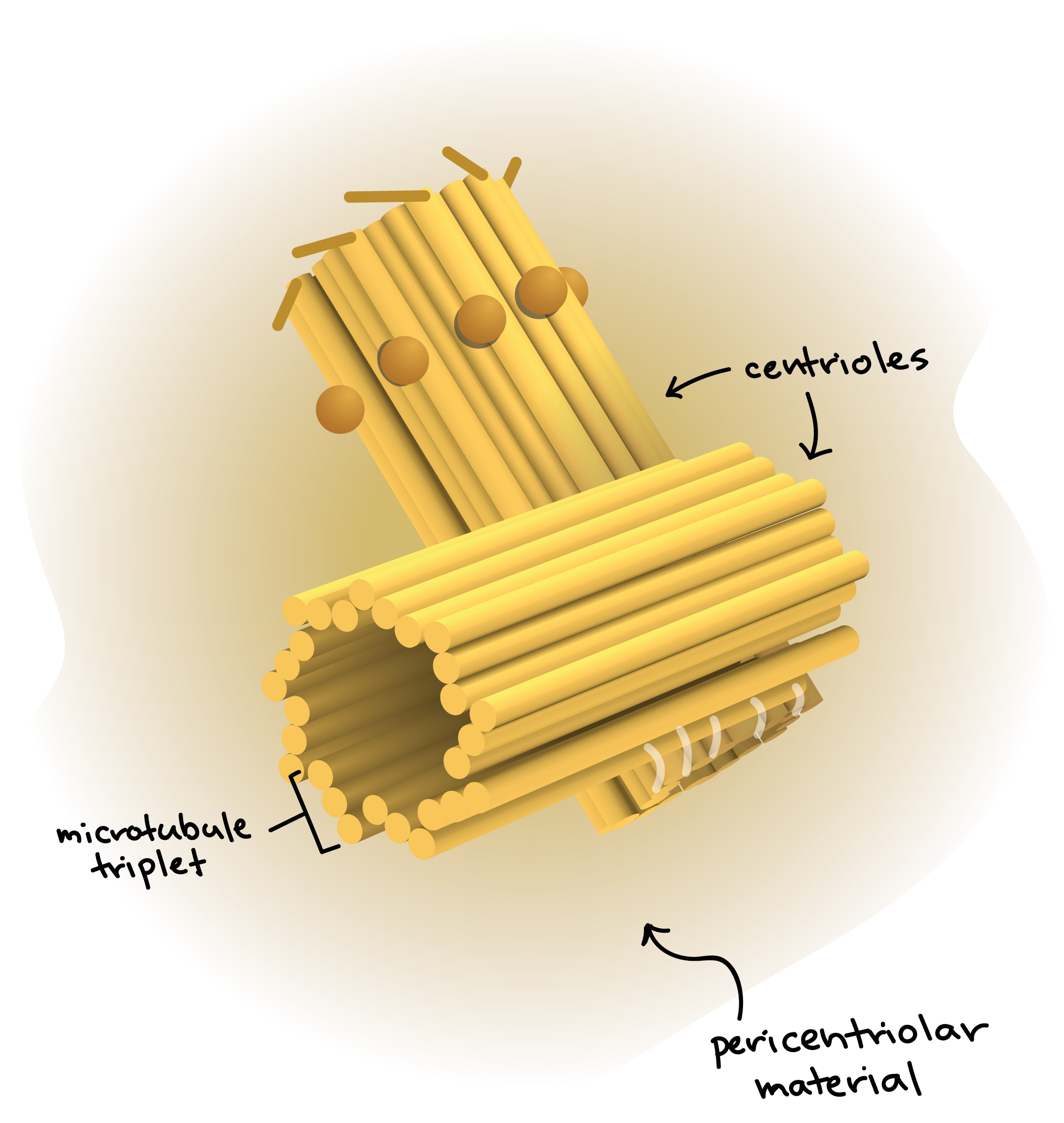 centrosome-structure-and-function-what-is-the-function-of-a