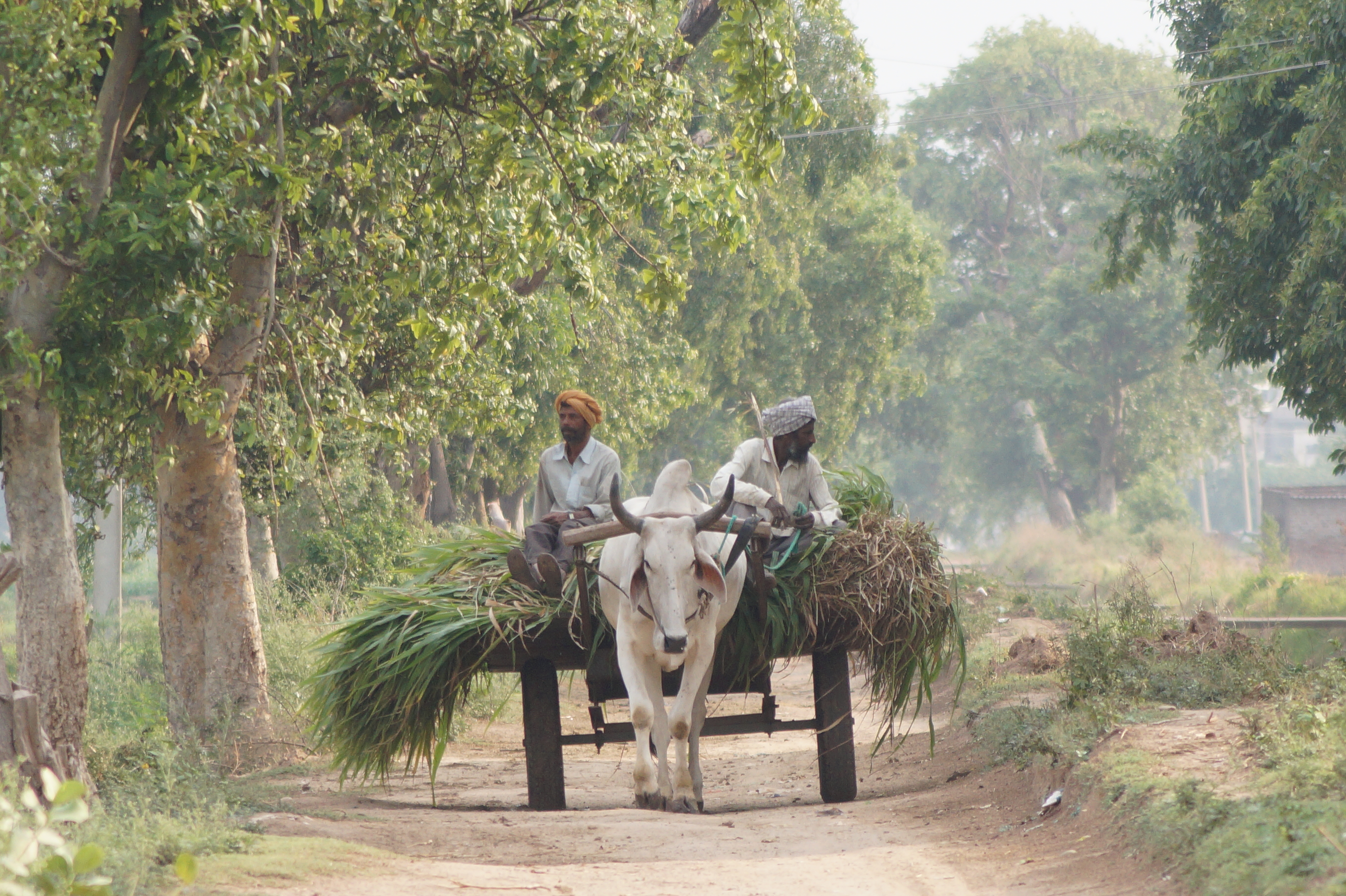 A modern-day oxcart in Punjab, India. Two men sit on an ox-pulled cart that travels down a tree-lined dirt road.