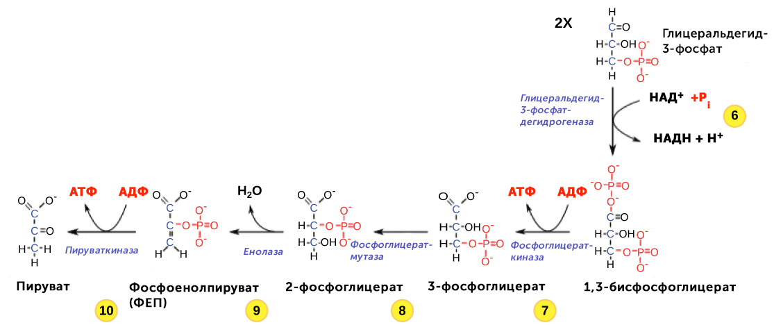 Glikoliz Statya Kletochnoe Dyhanie Akademiya Hana