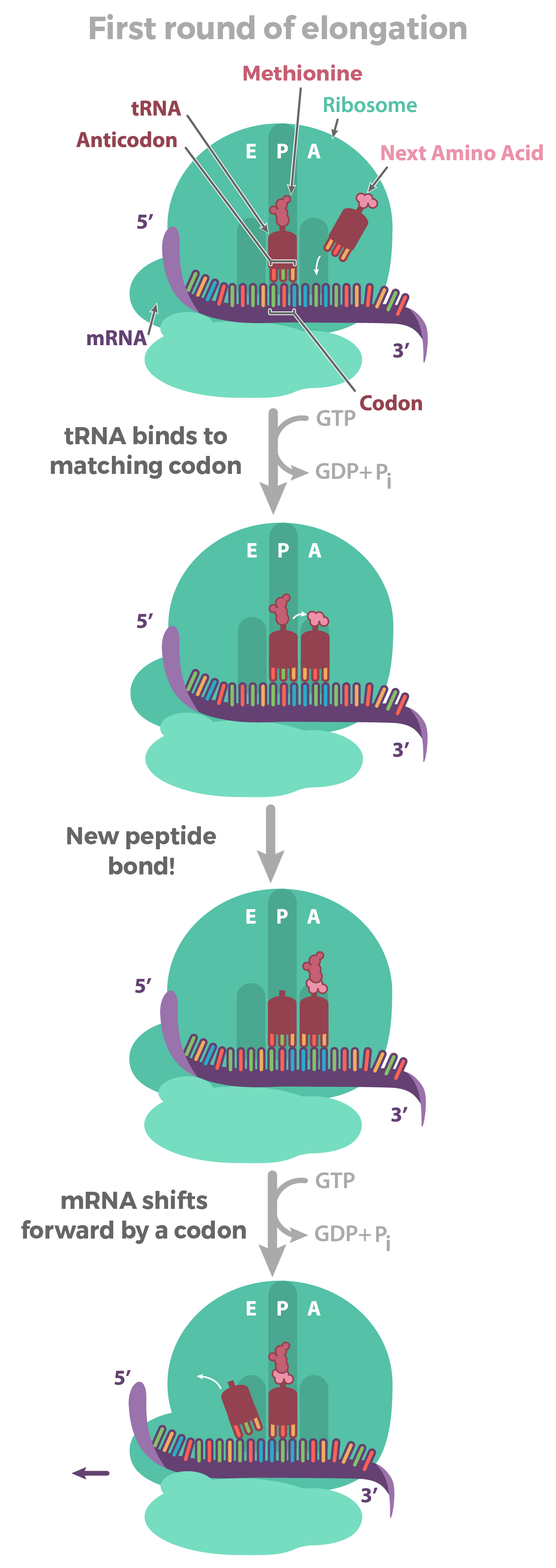  In the first round of elongation, an incoming amino acid attaches to methionine already present in the ribosome's P site. This action initiates the growth of a polypeptide. The three steps of this first round of elongation are described below.

1) Codon recognition: an incoming tRNA with an anticodon that is complementary to the codon exposed in the A site binds to the mRNA. Energy from GTP is expended to increase the accuracy of codon recognition.

2) Peptide bond formation: a peptide bond is formed between the incoming amino acid (carried by a tRNA in the A site) and methionine (a tRNA charged with methionine attached to the P site during initiation). This action passes the polypeptide (the two bonded amino acids) from the tRNA in the P site to the tRNA in the A site. The tRNA in the P site is now "empty" because it does not hold the polypeptide.

3) Translocation: the ribosome moves one codon over on the mRNA toward the 3' end. This shifts the tRNA in the A site to the P site, and the tRNA in the P site to the E site. The     empty tRNA in the E site then exits the ribosome.