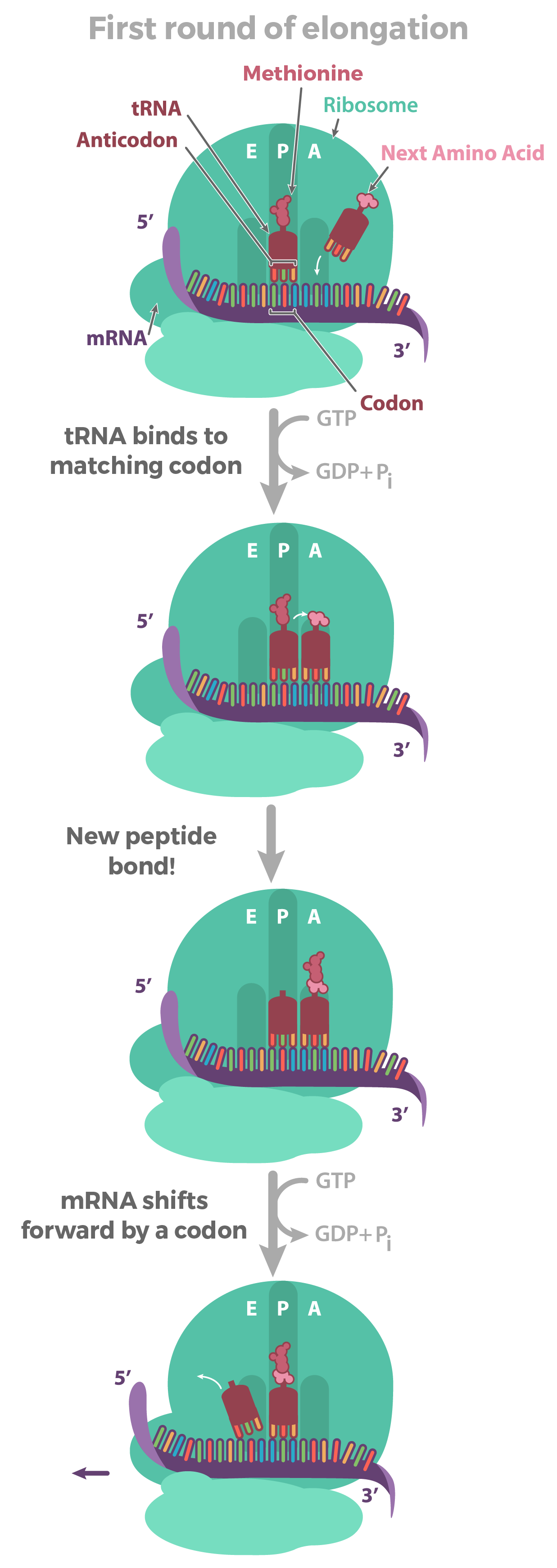 Flow Chart Of Transcription And Translation