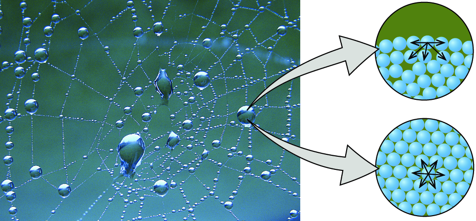 Вода находится в постоянном. Cohesion and adhesion. Cohesion of Water. Когезия капли воды. Когезия в водоемах.