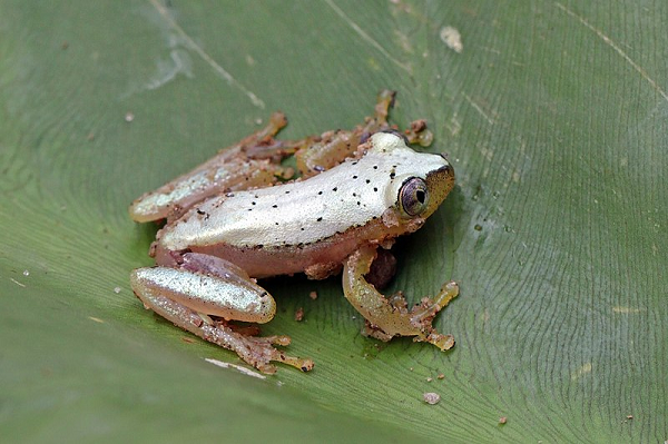 File:Macaco-aranha-de-cara-vermelha-2.jpg - Wikimedia Commons