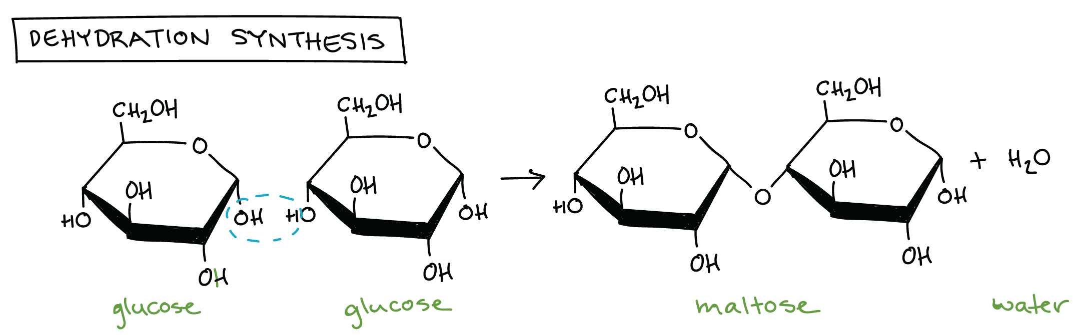 Macromolecules Chart Polymers