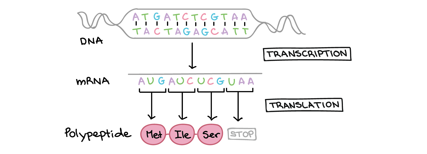 Simplified schematic of central dogma, showing the sequences of the molecules involved.

The two strands of DNA have the following sequences:

5'-ATGATCTCGTAA-3'
3'-TACTAGAGCATT-5'

Transcription of one of the strands of DNA produces an mRNA that nearly matches the other strand of DNA in sequence. However, due to a biochemical difference between DNA and RNA, the Ts of DNA are replaced with Us in the mRNA. The mRNA sequence is:

5'-AUGAUCUCGUAA-5'

Translation involves reading the mRNA nucleotides in groups of three, each of which specifies and amino acid (or provides a stop signal indicating that translation is finished).

3'-AUG AUC UCG UAA-5'

AUG $\rightarrow$ Methionine
AUC $\rightarrow$ Isoleucine
UCG $\rightarrow$ Serine
UAA $\rightarrow$ "Stop"

Polypeptide sequence: (N-terminus) Methionine-Isoleucine-Serine (C-terminus)
