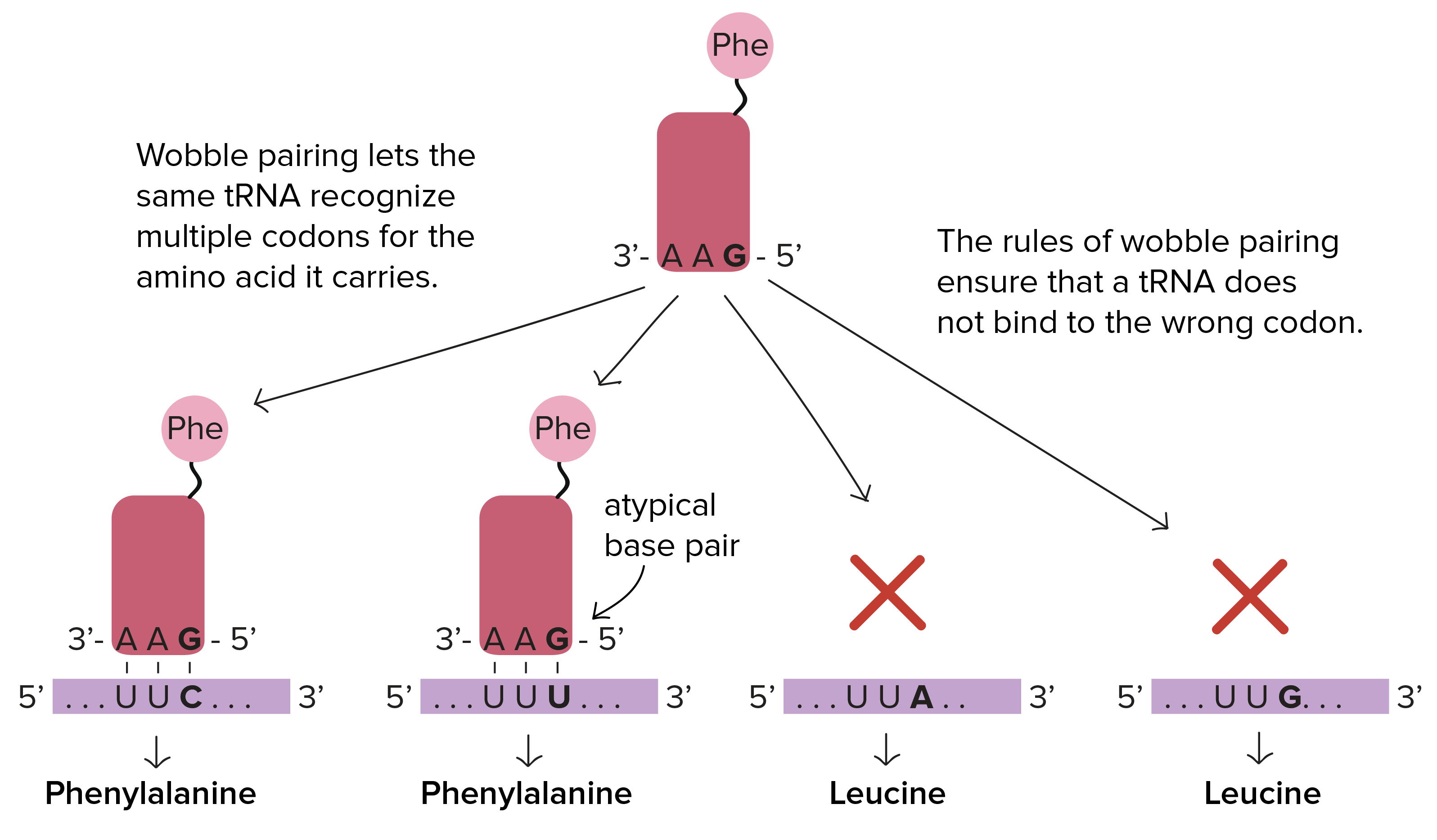 O pareamento oscilante permite que o mesmo RNAt reconheça múltiplos códons para o aminoácido que carrega. Por exemplo, o RNAt para a fenilalanina tem um anticódon de 3'-AA**G**-5'. Ele pode parear com os códons de RNAm 5'-UU**C**-3' ou 5'-UU**U**-3' (ambos os quais são códons que especificam a fenilalanina). O RNAt pode se ligar a ambos os códons porque consegue formar tanto um par de base normal  com a terceira posição do códon (códon 5'-UU**C**-3' com anticódon 3'-AA**G**-5') quanto um par de base atípico com a terceira posição do códon (códon 5'-UU**U**-3' com anticódon 3'-AA**G**-5').

As regras do pareamento oscilante asseguram que um RNAt não se ligue a um códon errado. O RNAt para a fenilalanina tem o anticódon 3'-AA**G**-5', o qual consegue parear com dois códons de fenilalanina (descritos acima), ma não com os códons 5'-UU**A**-3' ou 5'-UU**G**-3'. Esses códons especificam a leucina e não a fenilalanina,  portanto esse é um exemplo de como as regras de pareamento oscilante permitem que um único RNAt cubra múltiplos códons para o mesmo aminoácido, mas não introduz nenhuma incerteza sobre qual aminoácido será entregue a um códon em particular.
