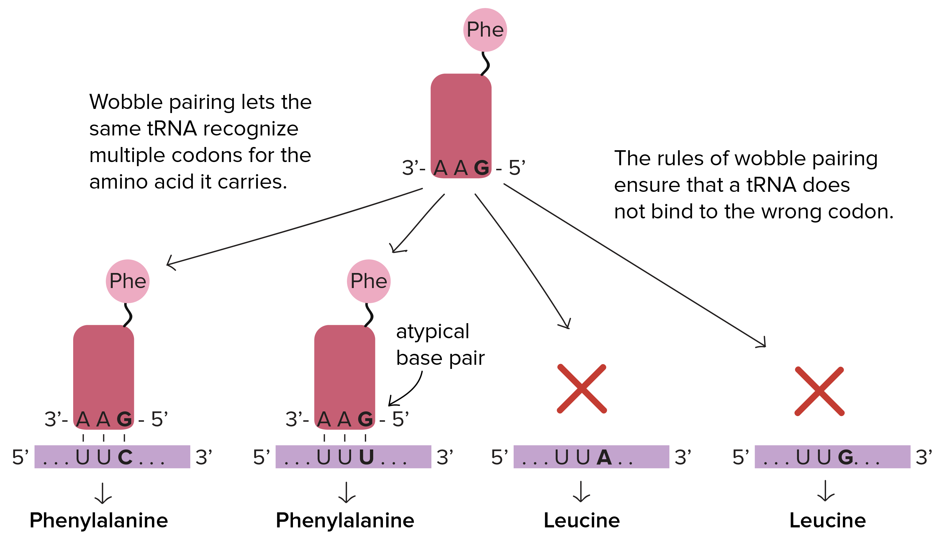 Trna Anticodon Chart