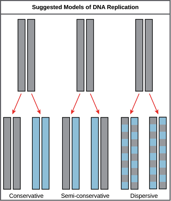 semiconservative replication diagram