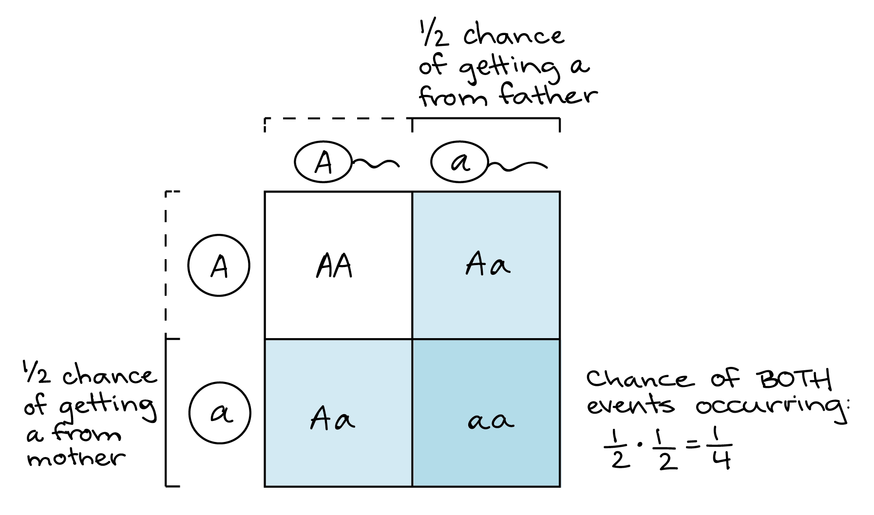 retinoblastoma punnett square