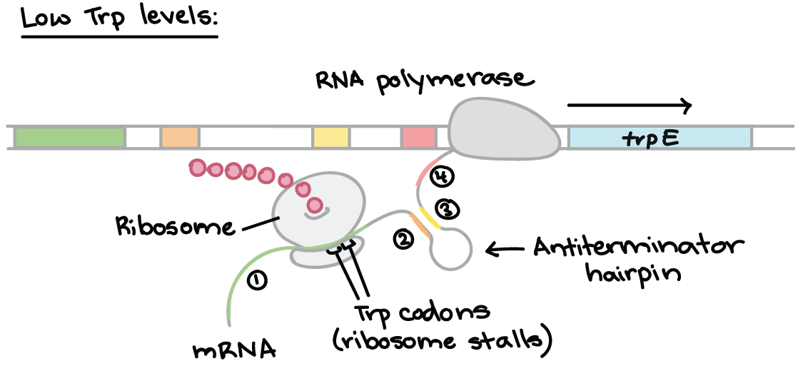 The trp operon (article) | Gene regulation | Khan Academy