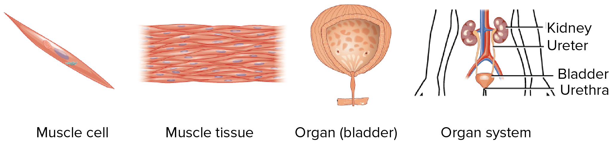 Resultado de imagen de cell tissue organ system