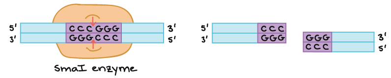 restriction-enzyme-cloning