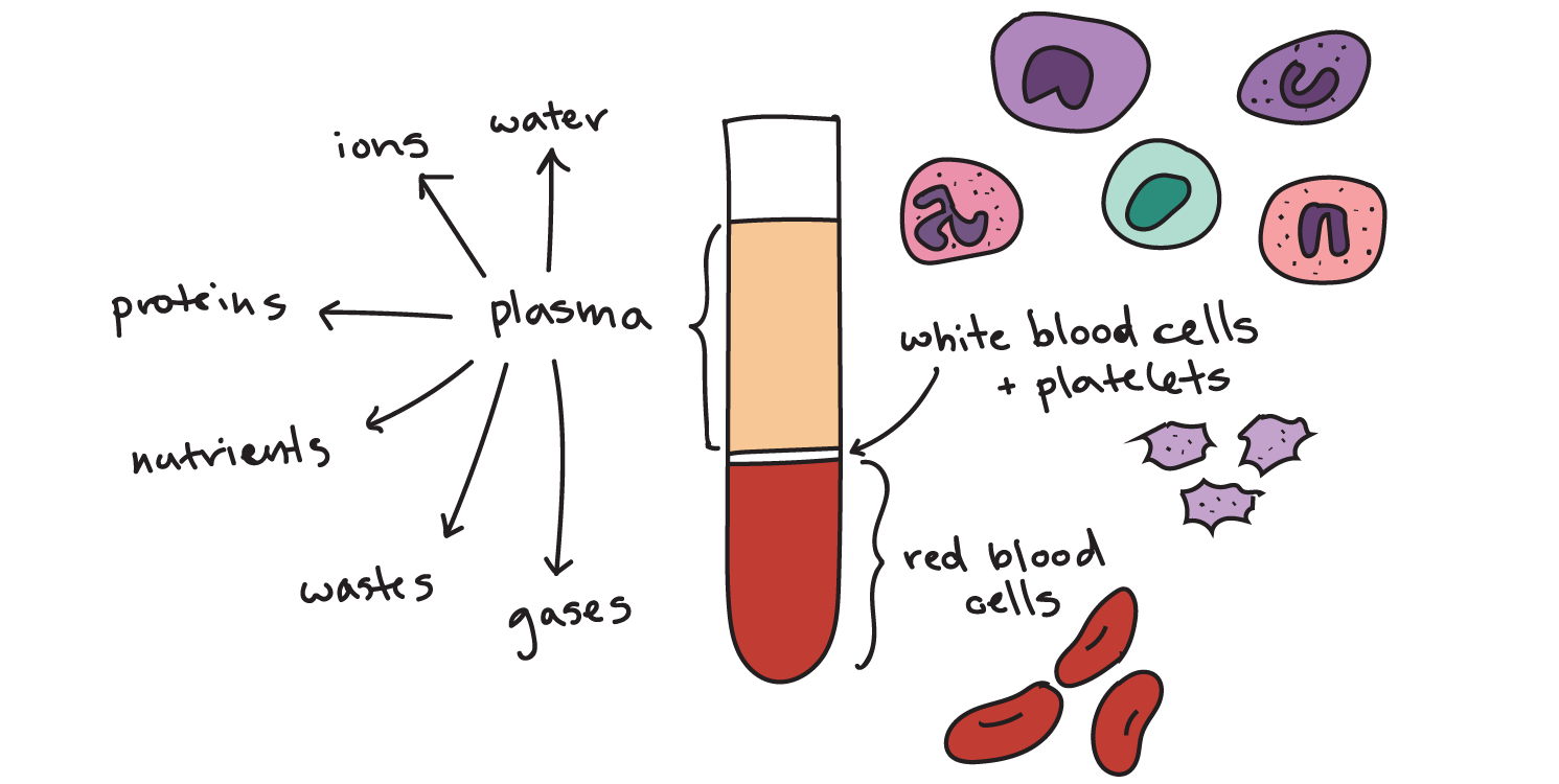 Components of blood (article) | Khan Academy