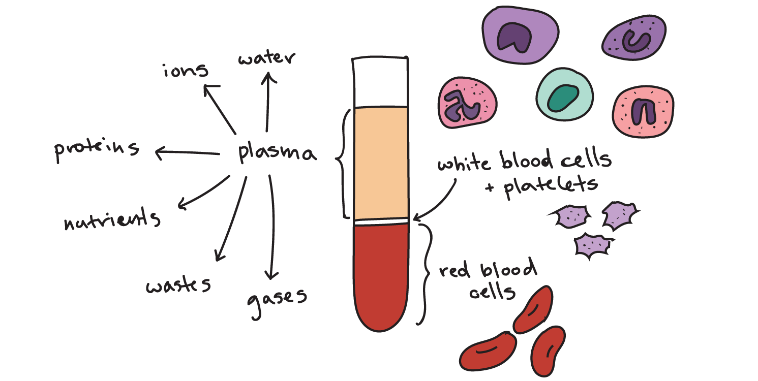 red blood cells diagram labelled simple