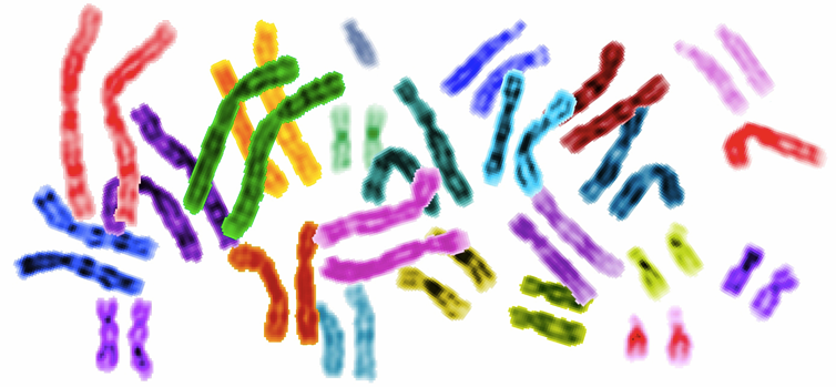 Imagem, colorida artificialmente, dos cromossomos pareados do genoma humano. A imagem ilustra que os cromossomos humanos vêm em pares homólogos, e que cada par é composto de dois cromossomos que se assemelham um ao outro (e têm aparência diferente dos outros cromossomos na célula).