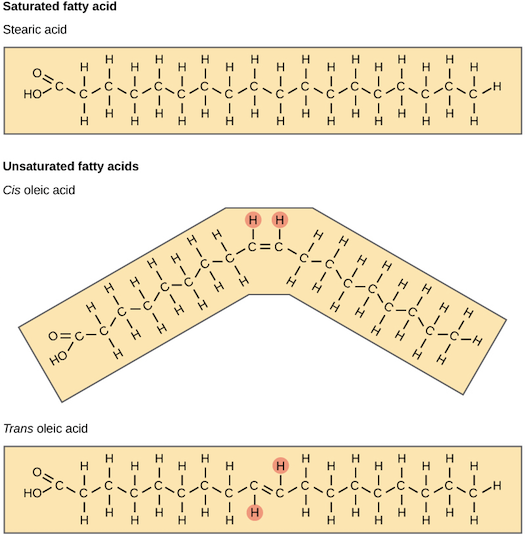 Lipids (article) | Macromolecules | Khan Academy