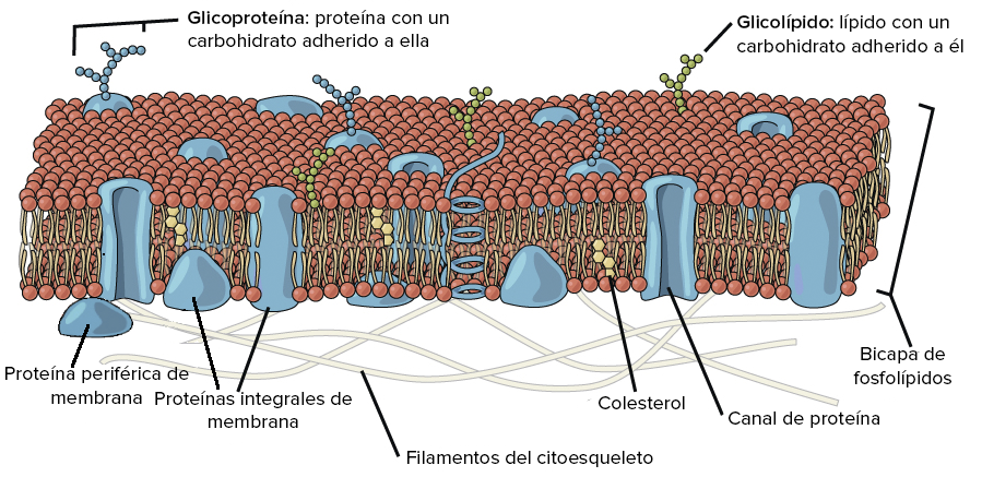 Estructura de la membrana plasmática (artículo) | Khan Academy