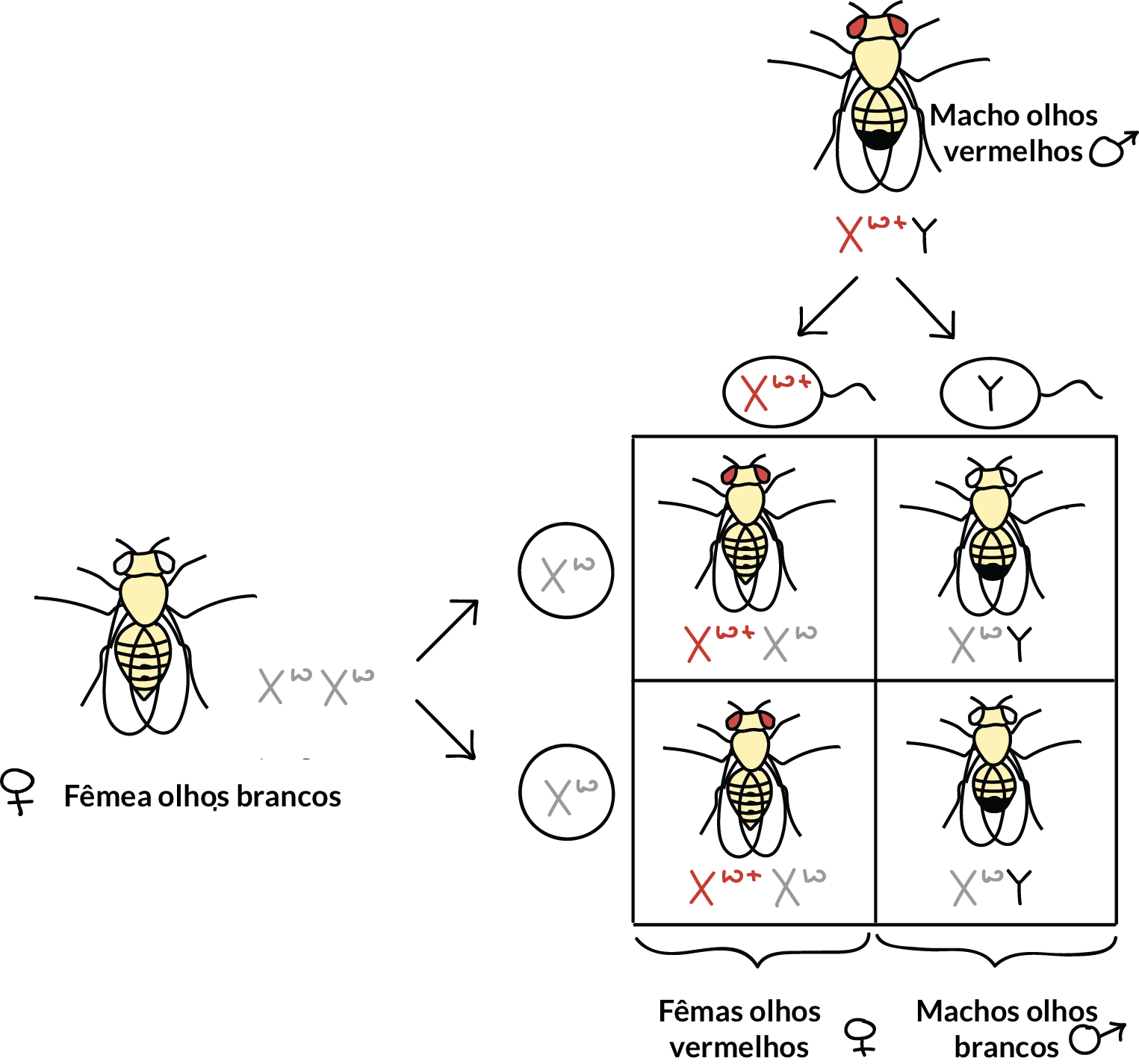 Quadro de Punnett para o cruzamento de macho F1 de olhos vermelhos ($\text X^{w+}\text Y$) com fêmea F1 heterozigota de olhos vermelhos ($\text X^{w+}\text X^{w}$).

||$\text X^{w+}$|$\text Y$
-|-|-|-|-
$\text X^{w+}$||$\text X^{w+}\text X^{w+}$|$\text X^{w+}\text Y$
$\text X^{w}$||$\text X^{w+}\text X^w$|$\text X^{w}\text Y$

$\text X^{w+}\text Y$ - machos F2 de olhos brancos

$\text X^{w}\text Y$ - machos F2 de olhos brancos 