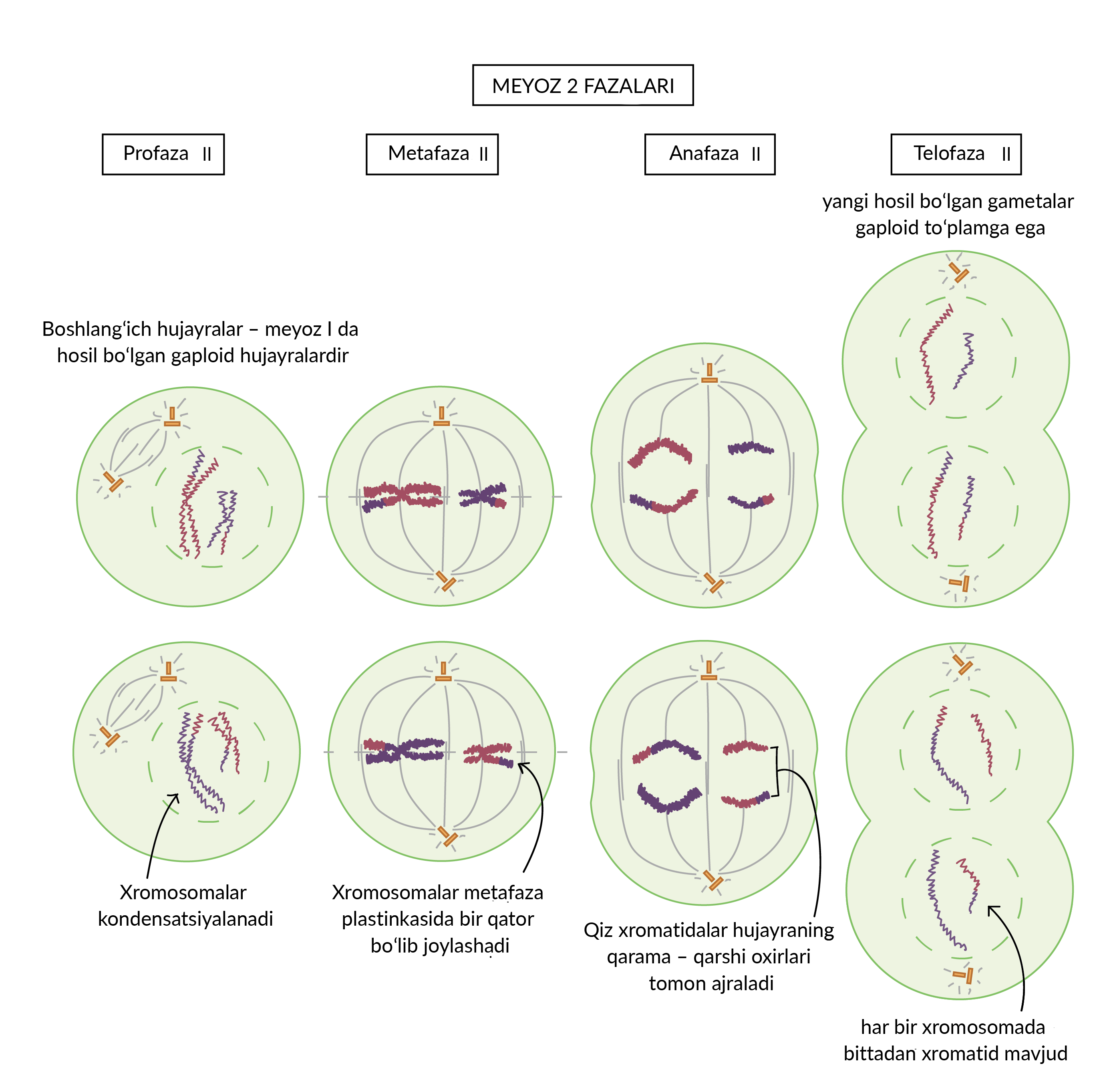 Boglangan qiz bolinadi