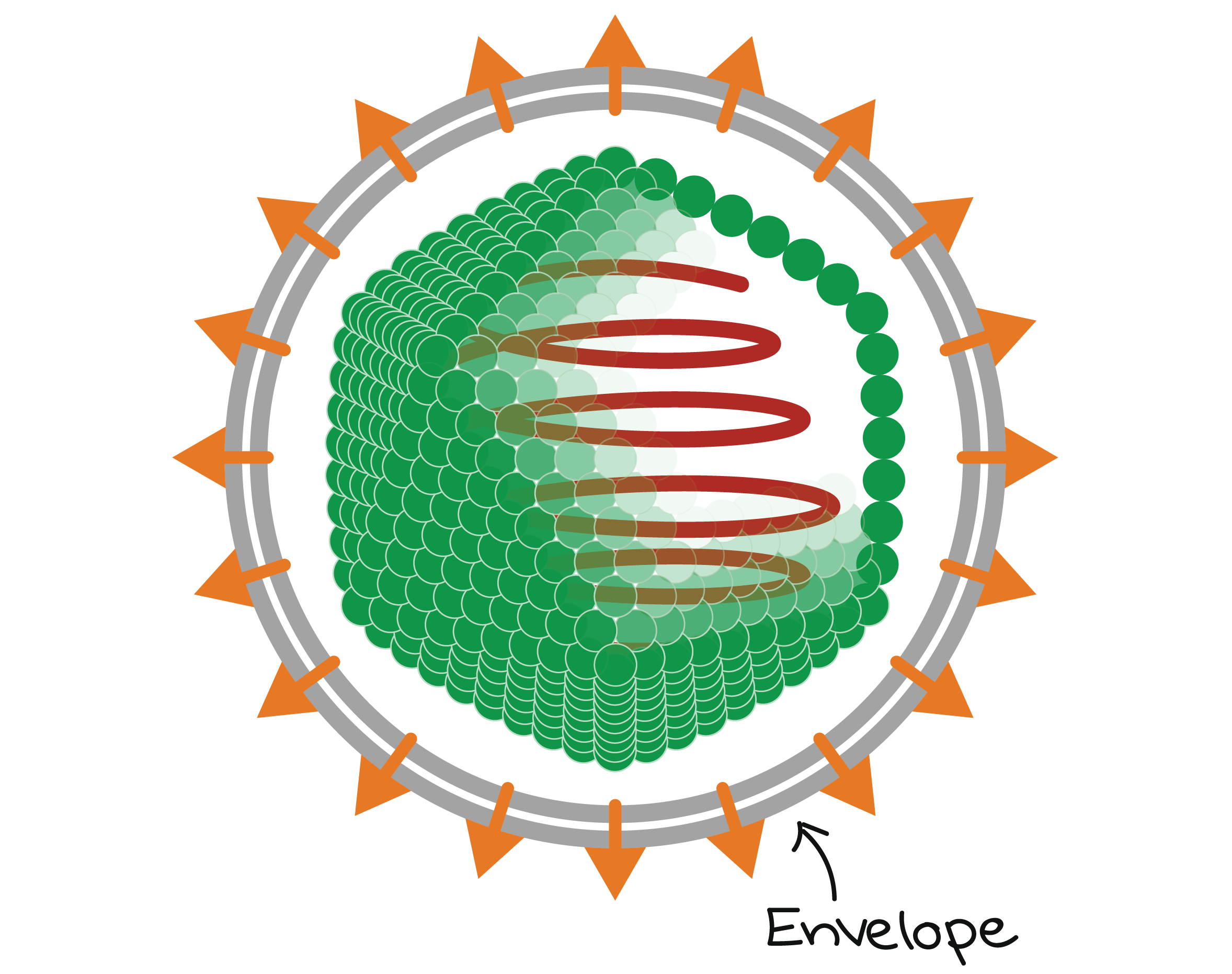 Diagram of enveloped icosahedral virus.