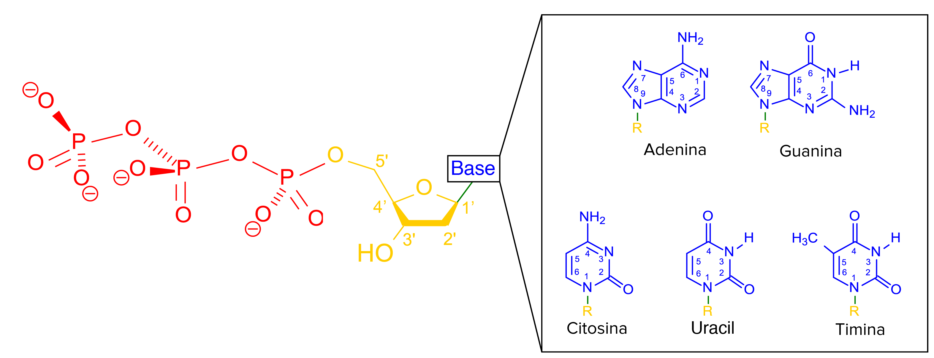 Estructura Molecular De Las Bases Nitrogenadas Del Adn
