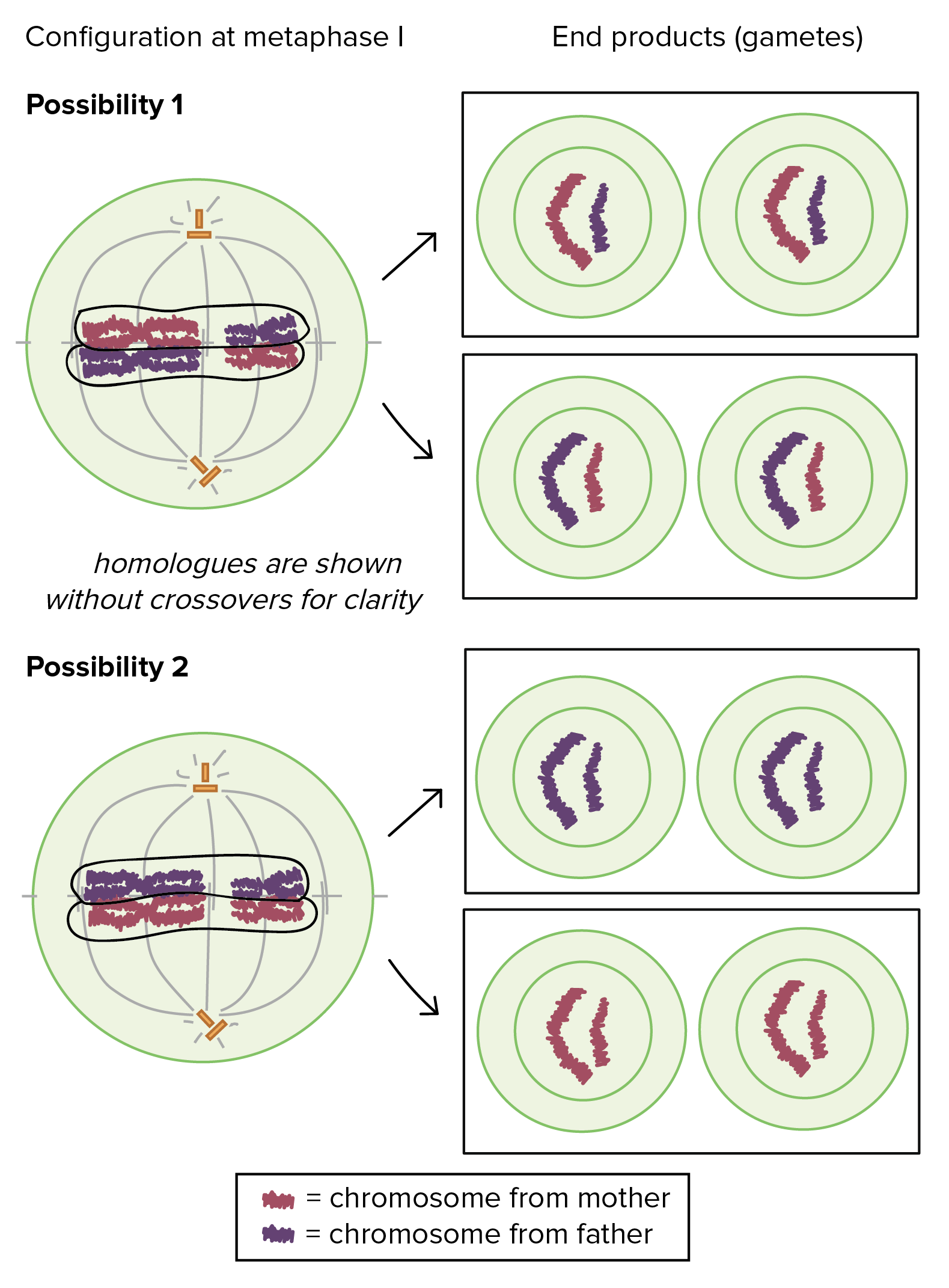 examples of mitosis and meiosis