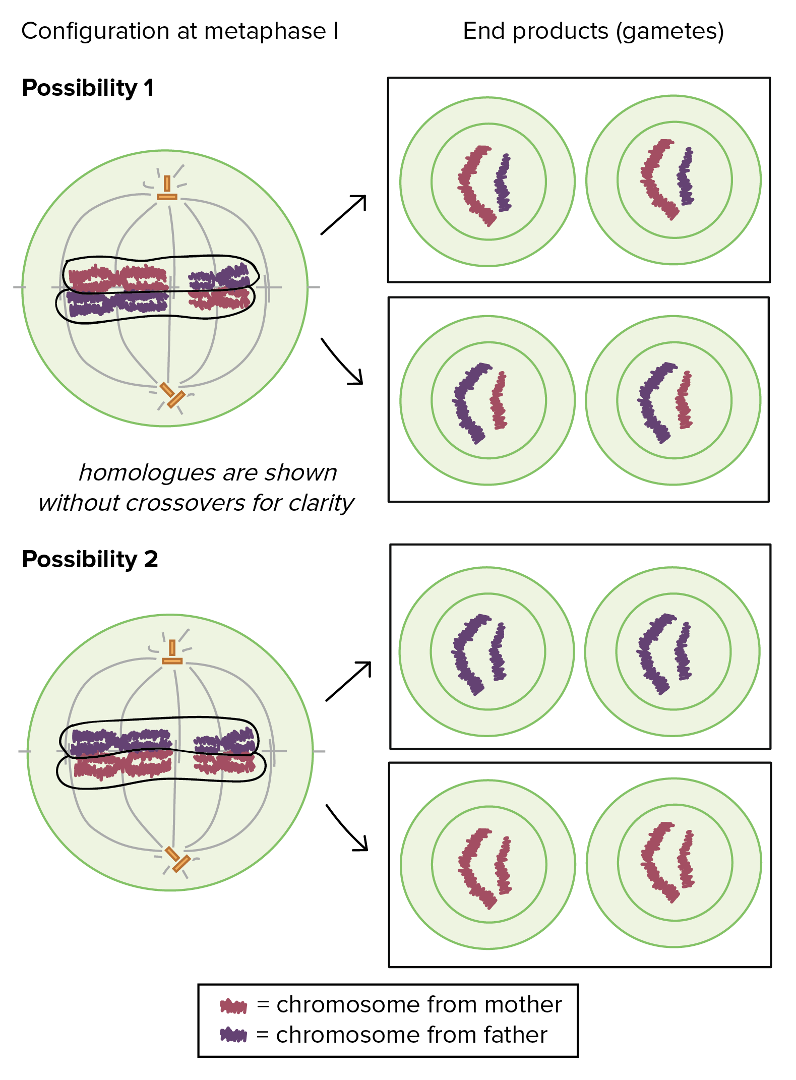 homologous chromosomes mitosis vs meiosis