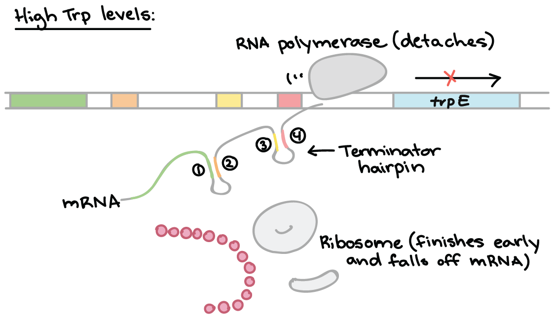 The trp operon (article) | Gene regulation | Khan Academy