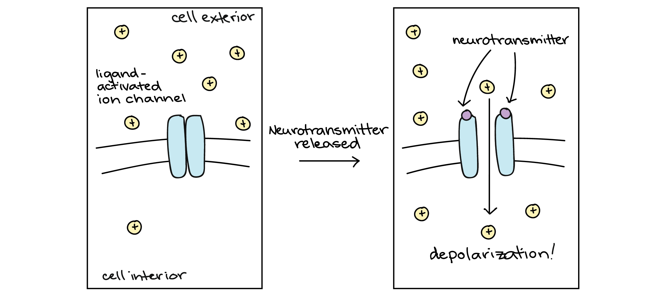 Diagram of ligand-activated channel. When neurotransmitter binds to the channel, it opens and cations flow down their concentration gradient and into the cell, causing a depolarization.