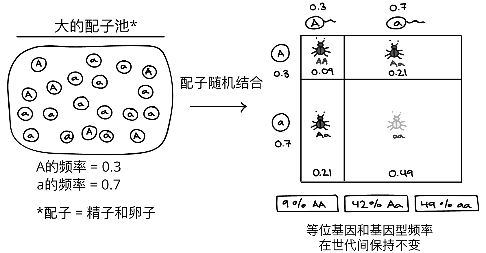 进化的机制 文章 种群遗传学 可汗学院