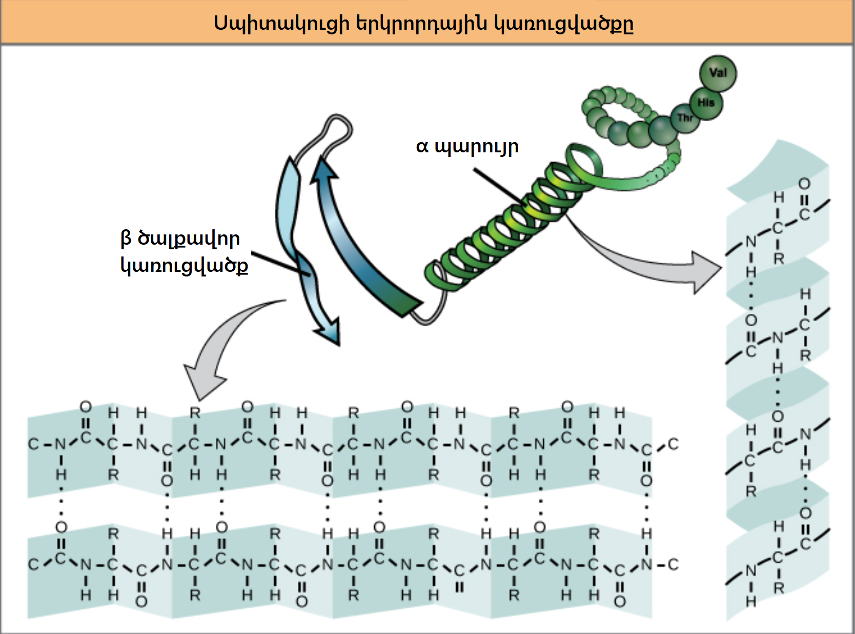 A b белки. Alpha Helix Protein structure. Secondary structure of Protein. Secondary structure of a Protein: Alpha-Helix and Beta-Sheet.. The secondary structure of the Alpha Helix Protein.