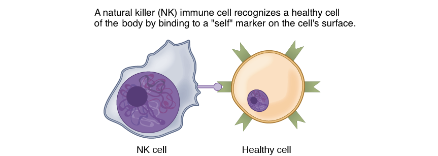 Cell-cell contacts relevant for the induction of left-right