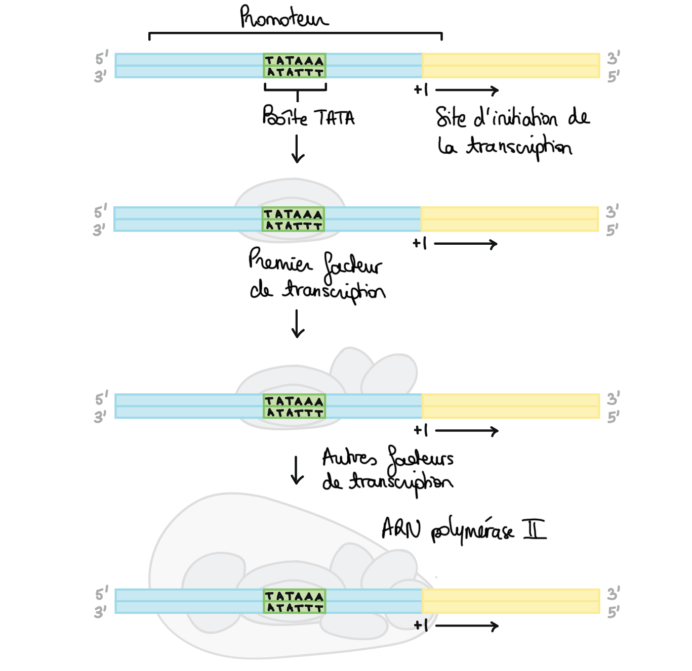 Diagramme De Transcription Biologie