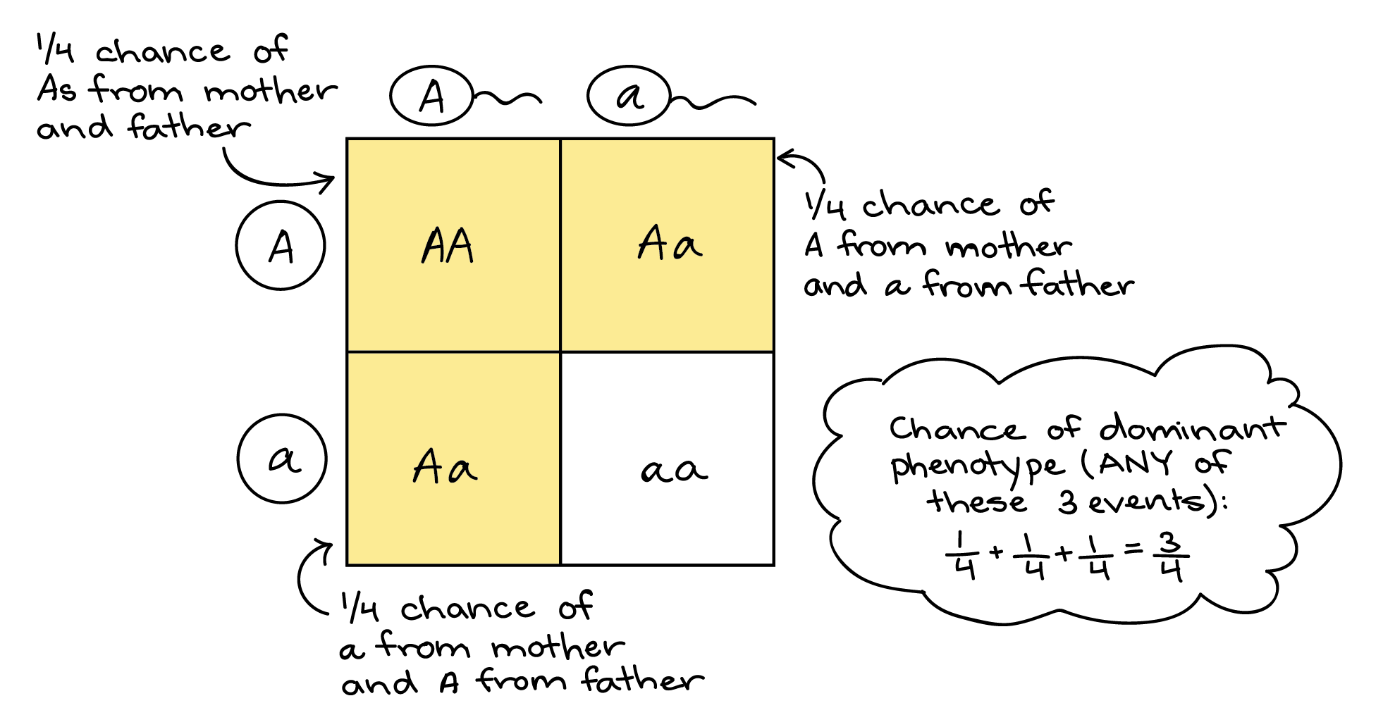 genotype definition for kids