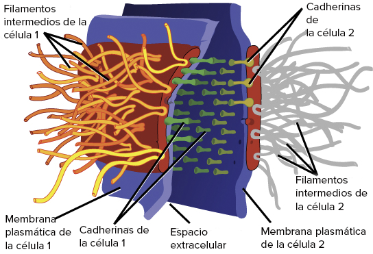 Desmosomas